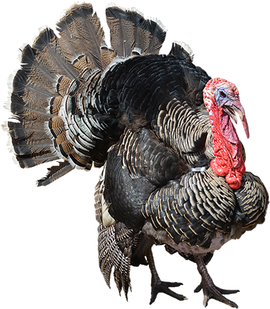 Turkey Bird Png Download Image - Turkey Png (450x450), Png Download