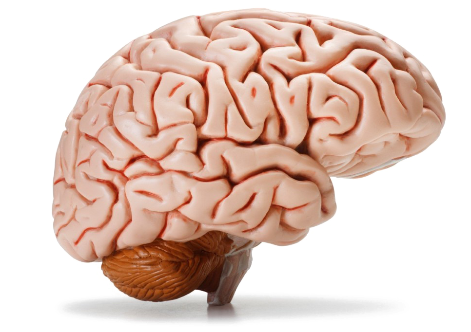Brain Png Image Background - Transparent Background Brain Png (1024x683), Png Download