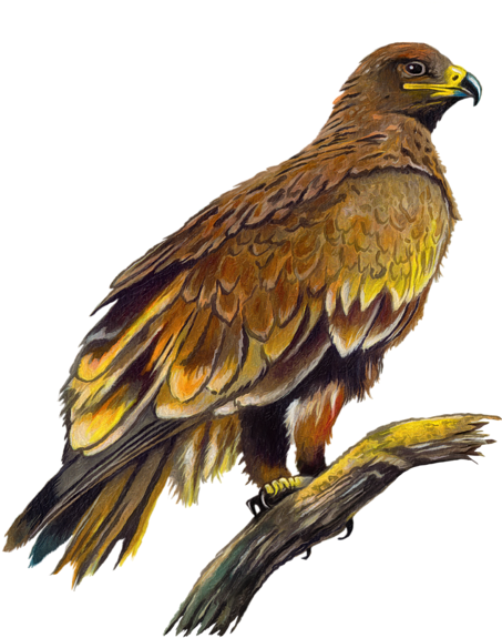 Click And Drag To Re-position The Image, If Desired - Eagle (452x700), Png Download