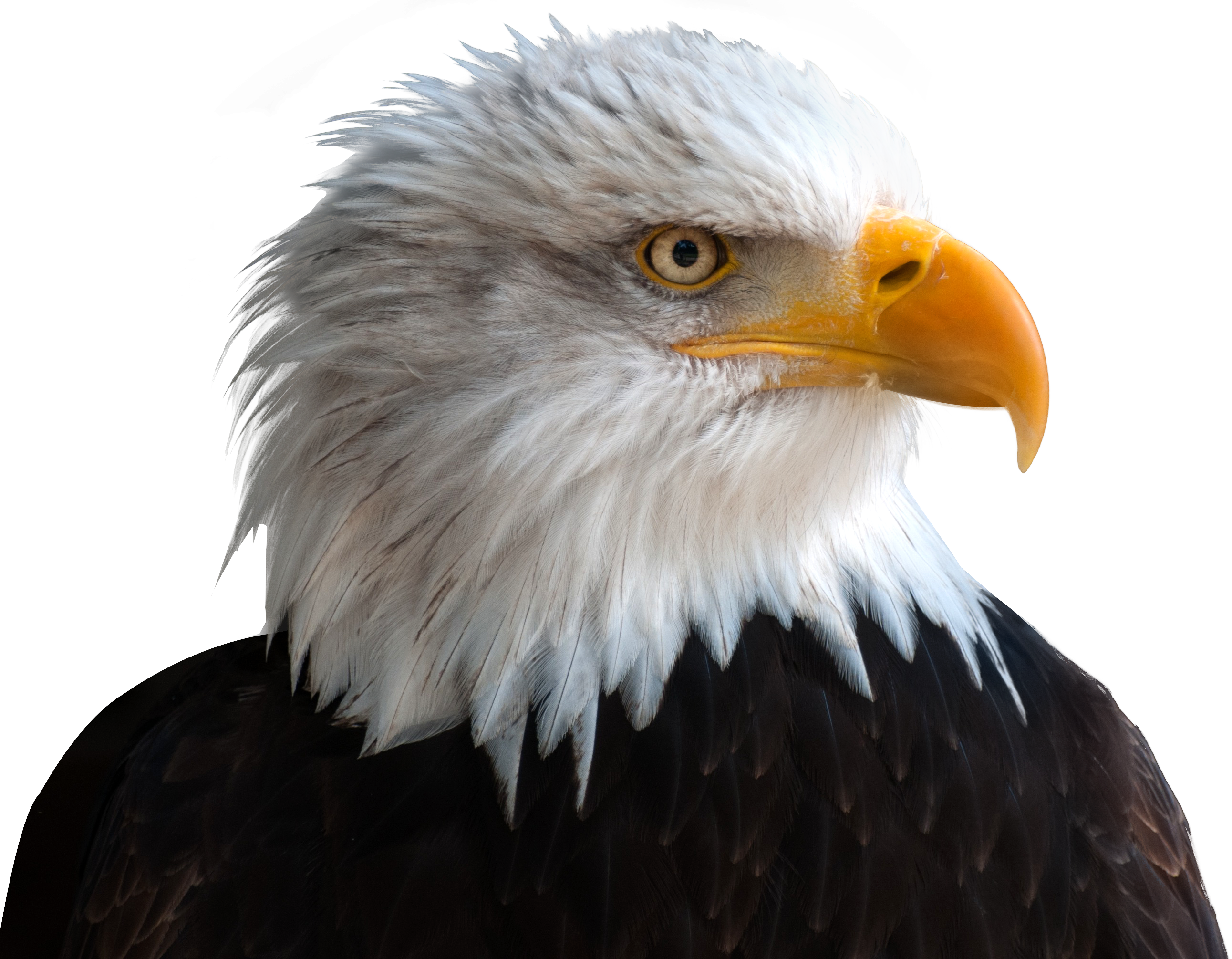 Download Transparent Background Eagle Png PNG Image with No Background -  