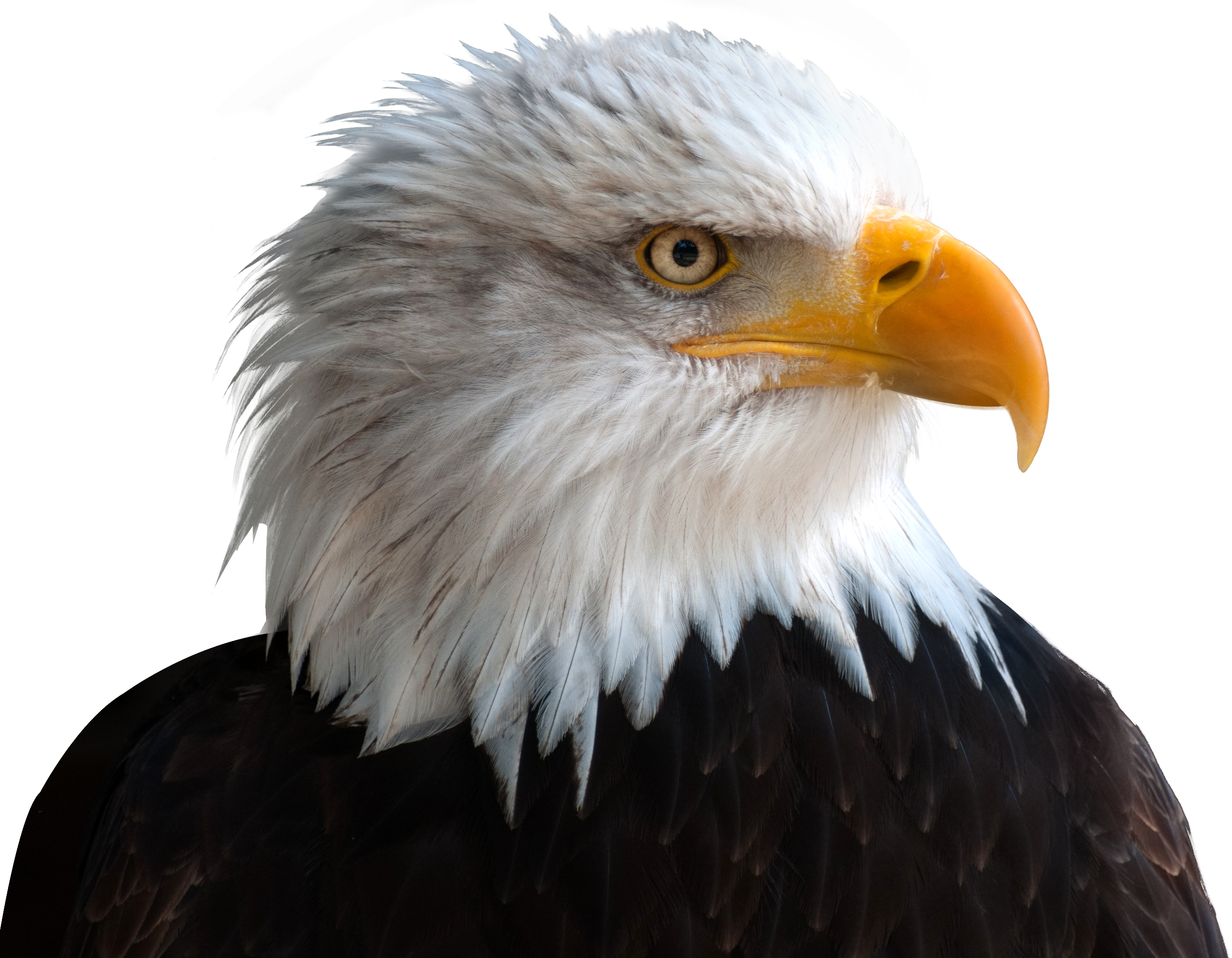 Transparent Background Eagle Png (2583x2010), Png Download