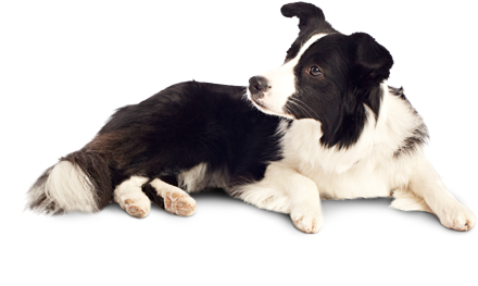 Dog Png - Indian Dog Png (460x307), Png Download