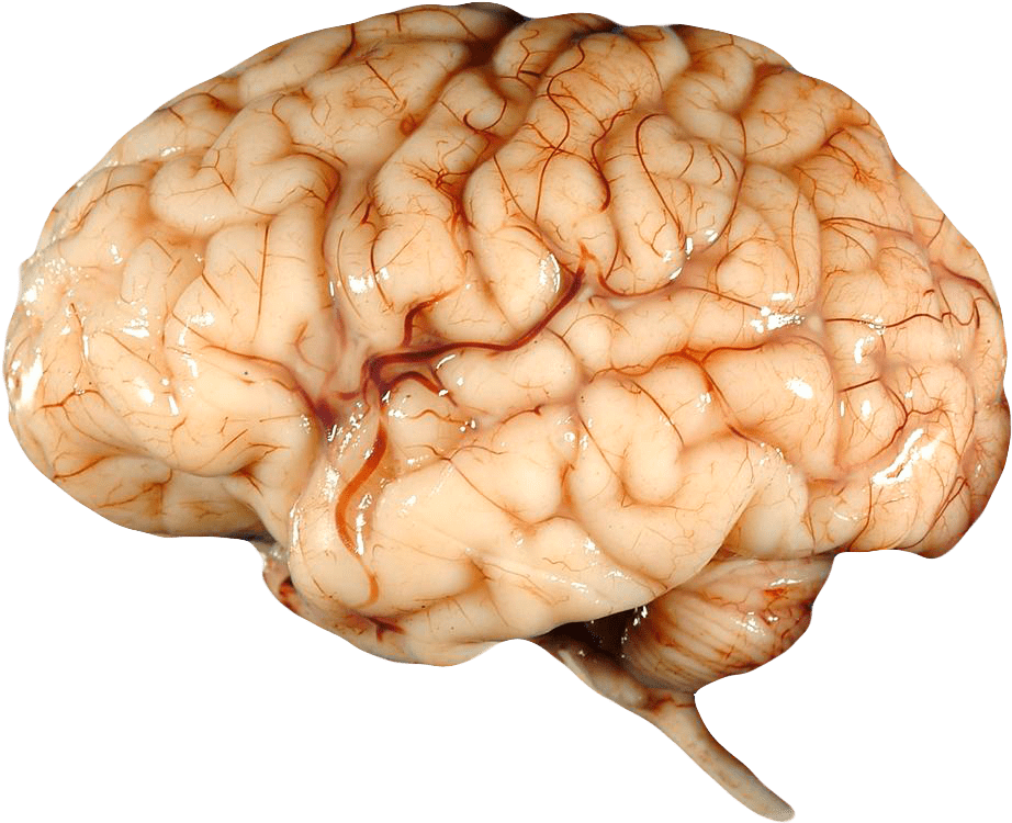 Real Brain - Real Brain Png (1000x909), Png Download