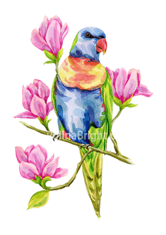 Rainbow Lorikeet On Magnolia Branch Art Print - Budgie (339x479), Png Download