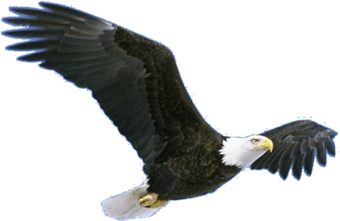 Flying Eagle Png Pic - Bird Grand Canyon Animals (560x367), Png Download