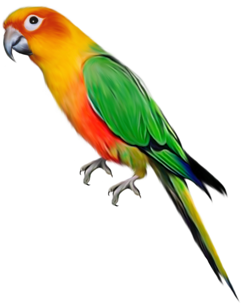 Clipart Birds Parrot Large Pinterest Conure Bird - Parrot Transparent (483x600), Png Download
