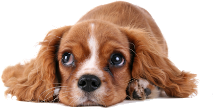 Abandoned Dog Png High-quality Image - Dog Ear Cleaner By Natural Rapport - Patented Ear Cleanser (491x327), Png Download