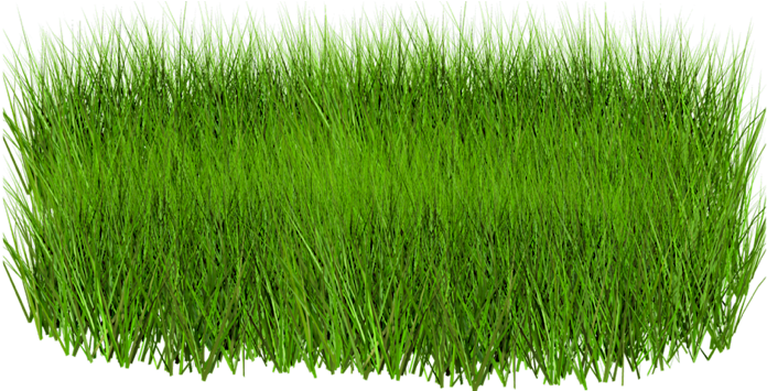 Green Grass In Png (768x354), Png Download