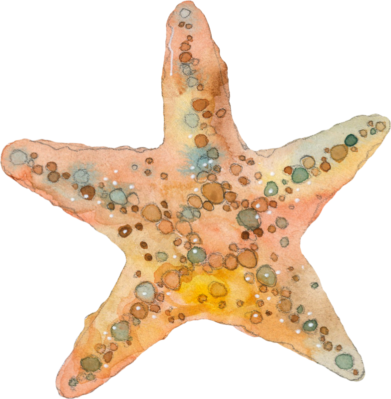 ○•‿✿⁀ocean Safari‿✿⁀•○ - Estrela Do Mar Aquarela (783x800), Png Download