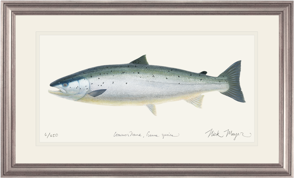 Wild Atlantic Salmon Original Watercolor Painting - Painting Of A Salmon (1023x664), Png Download