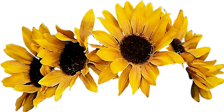 Sunflower Flowercrown Coronadeflores Flowers Floresfall - Yellow Flower Crown Png (930x464), Png Download