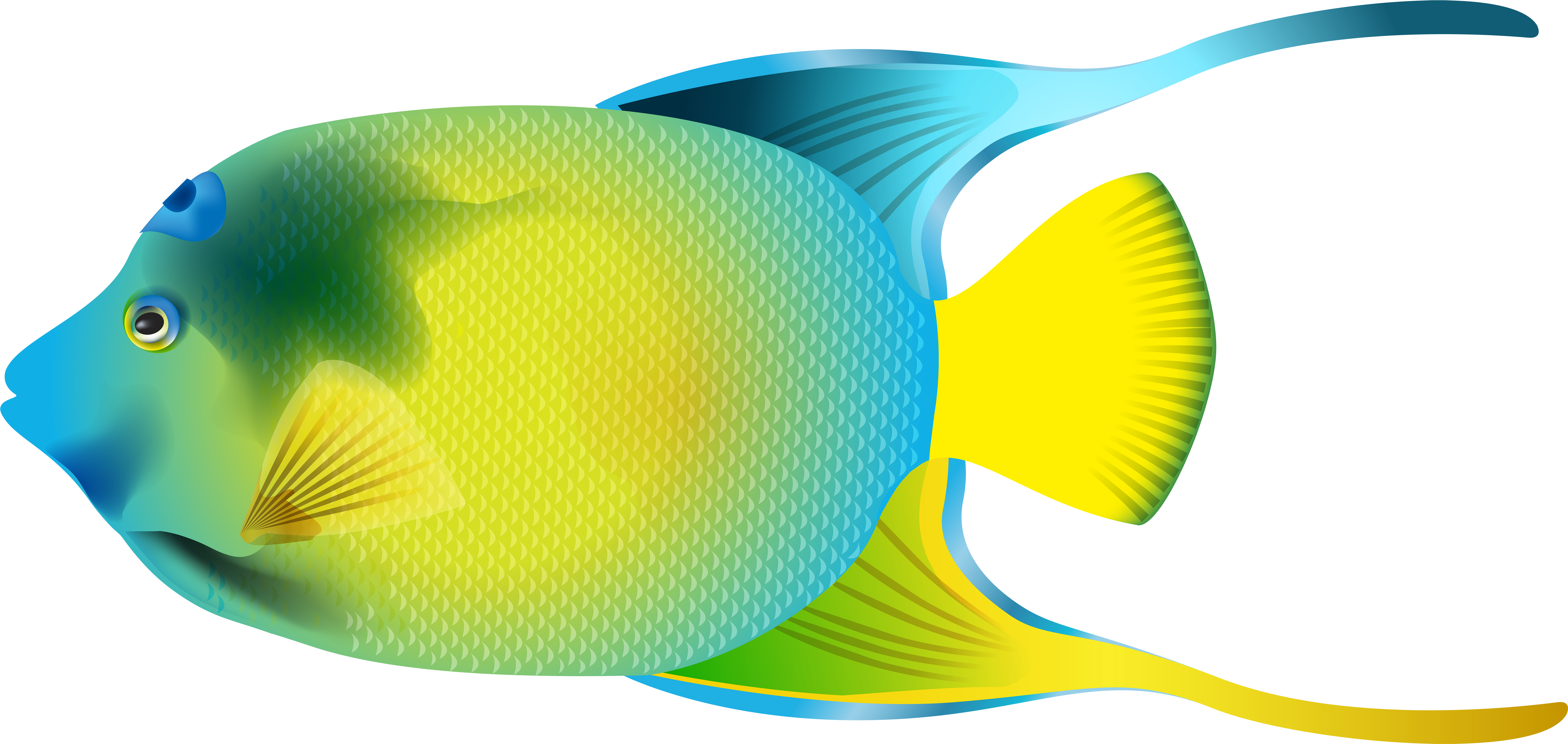 Queen Angelfish Png Transparent Clip Art Image - Angel Fish Png (8000x3792), Png Download
