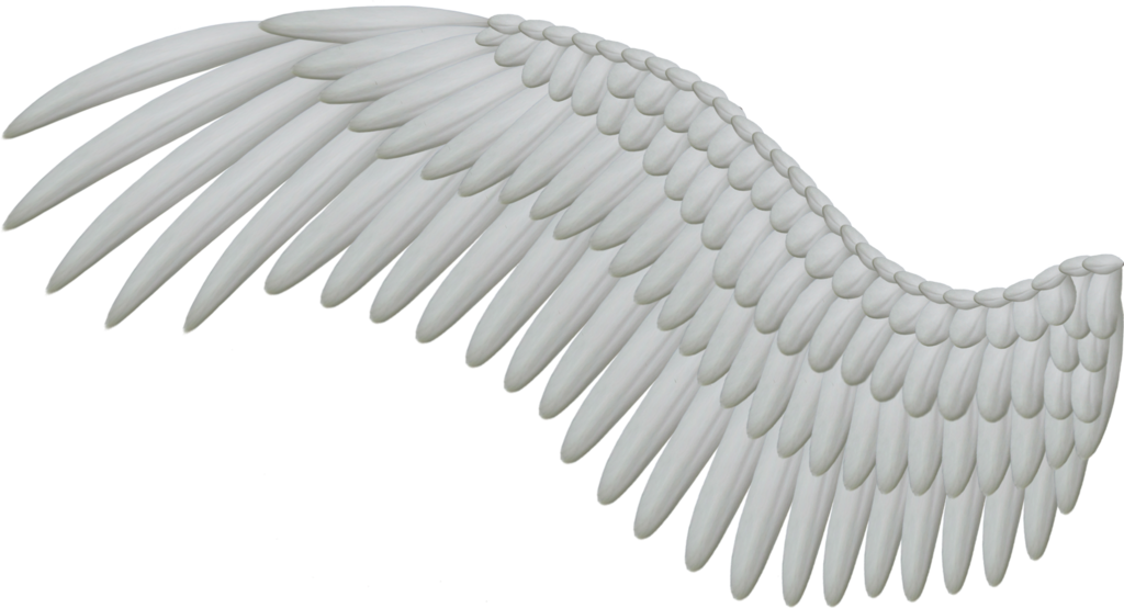 Wings Png - Bird Wings Png (1024x554), Png Download