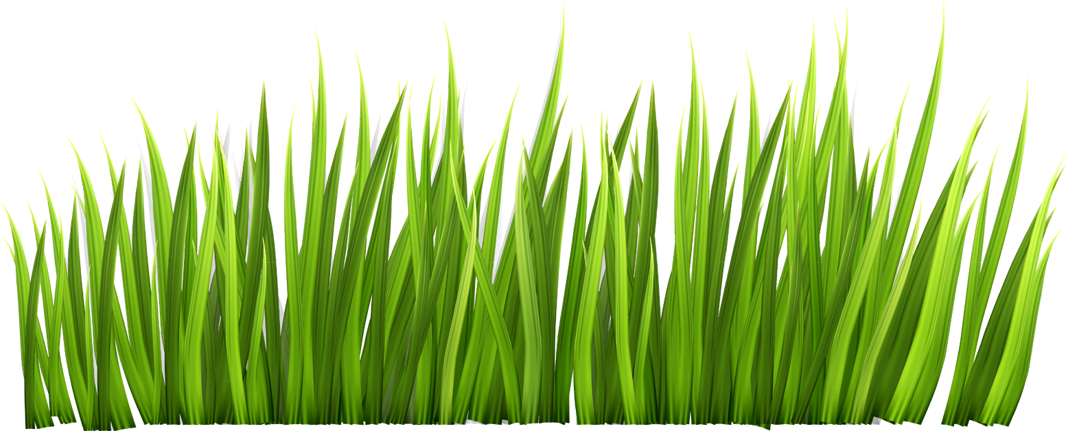 Download Png Images - Grass Transparent Background (1600x656), Png Download