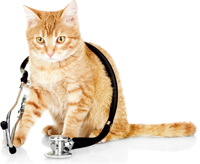 Slider-cat - Veterinarian Cat (673x552), Png Download