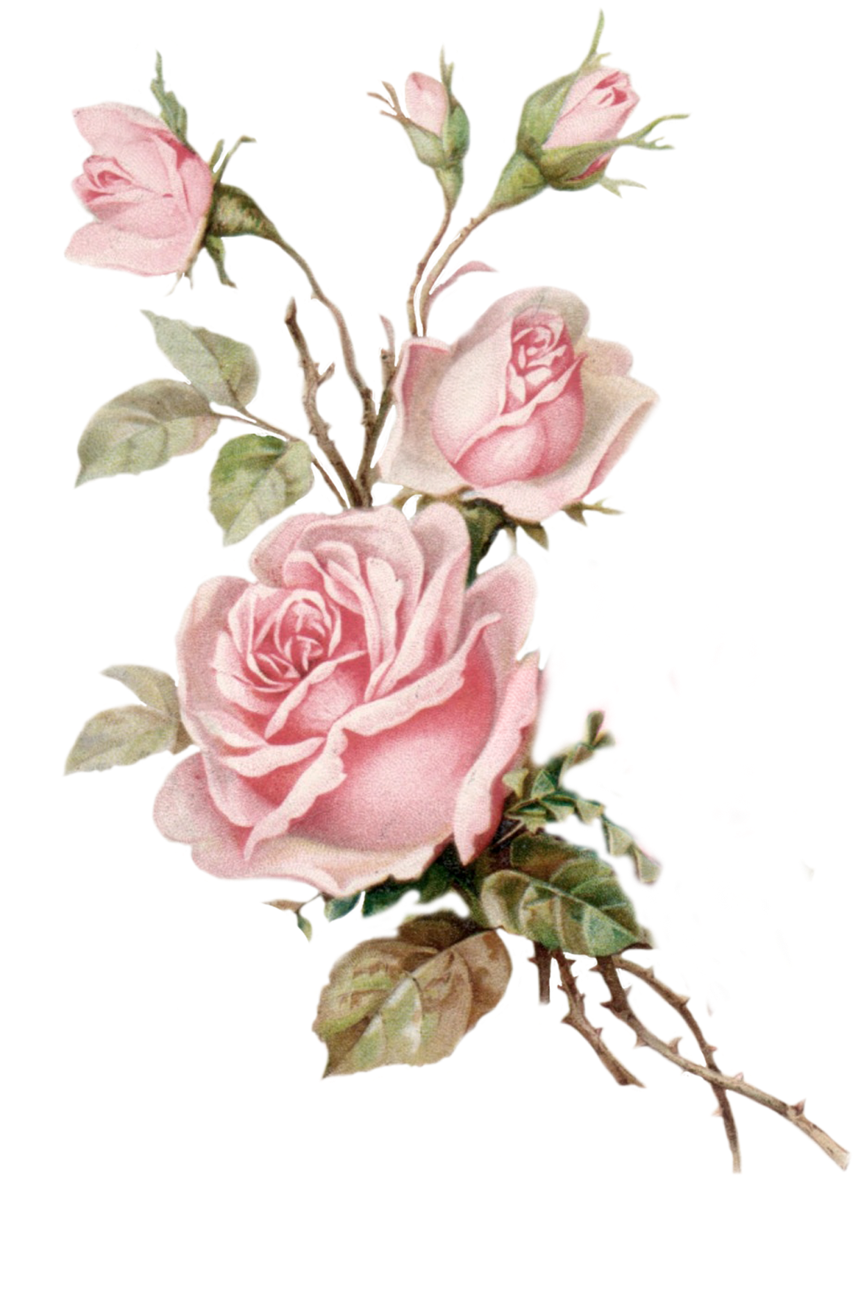 Vintage Pink Rose Png Cut Out From An Old Postcard - Old Rose Png (1470x2030), Png Download