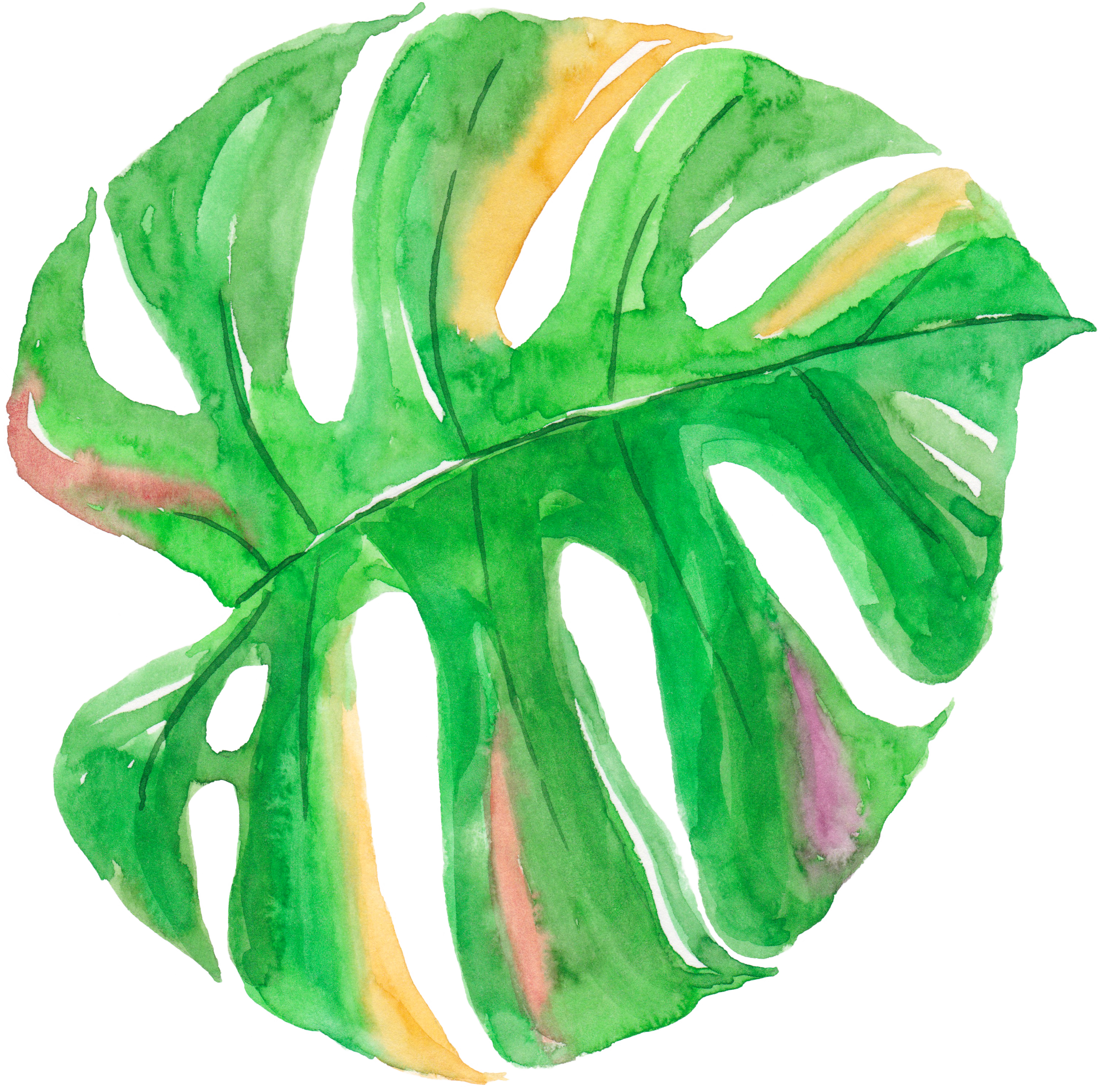 Tropical Leaf Watercolor Png Banner Library Download (3081x2990), Png Download