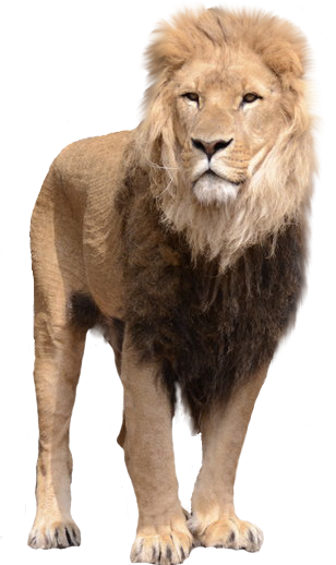 Lion Png Transparent Background Hd (308x518), Png Download