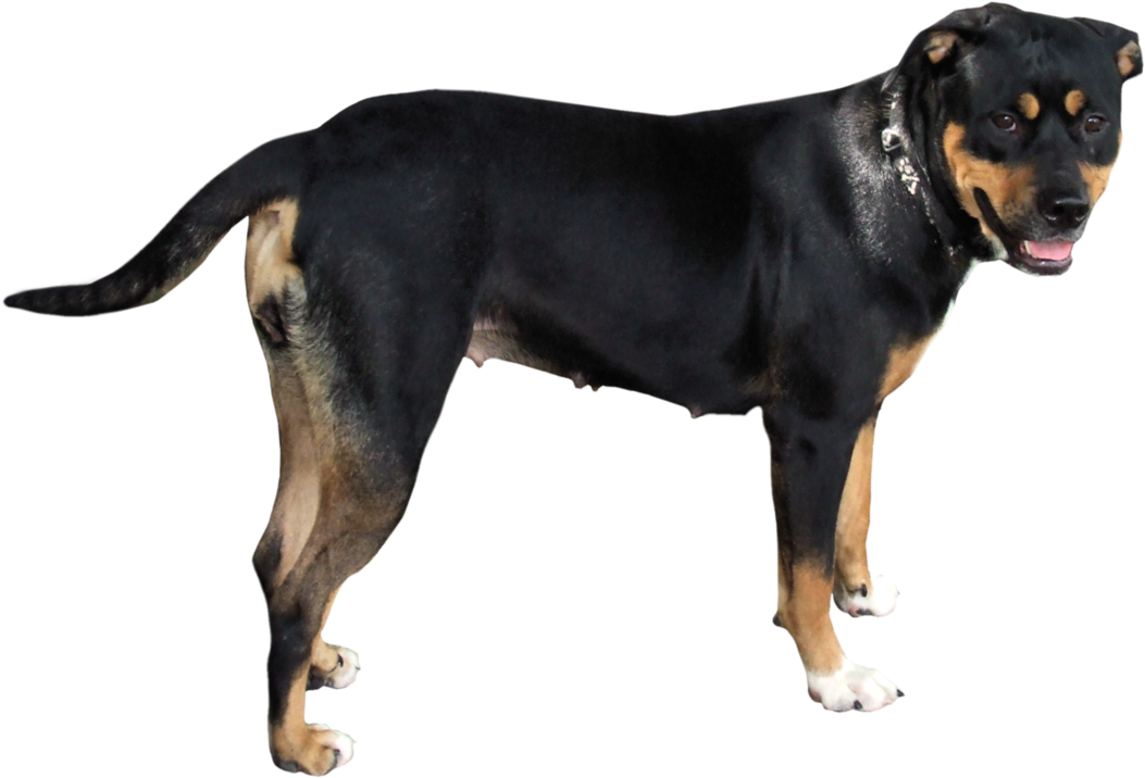 Dog Png - Dog (1087x734), Png Download