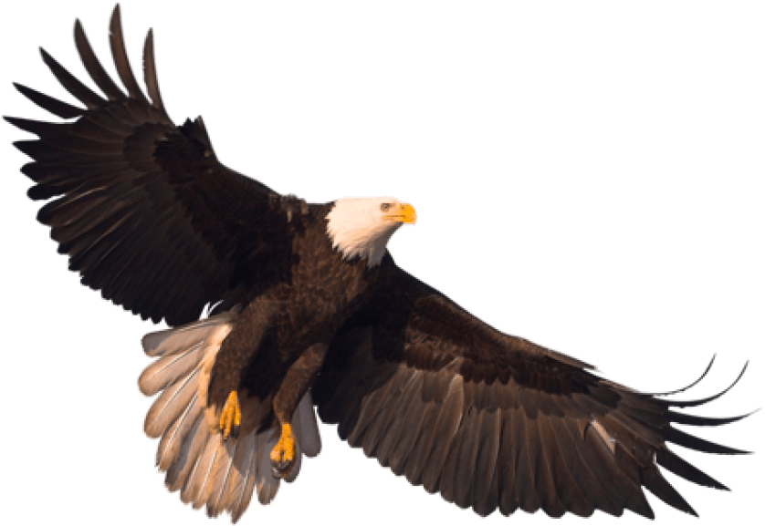 Eagle Png (450x321), Png Download