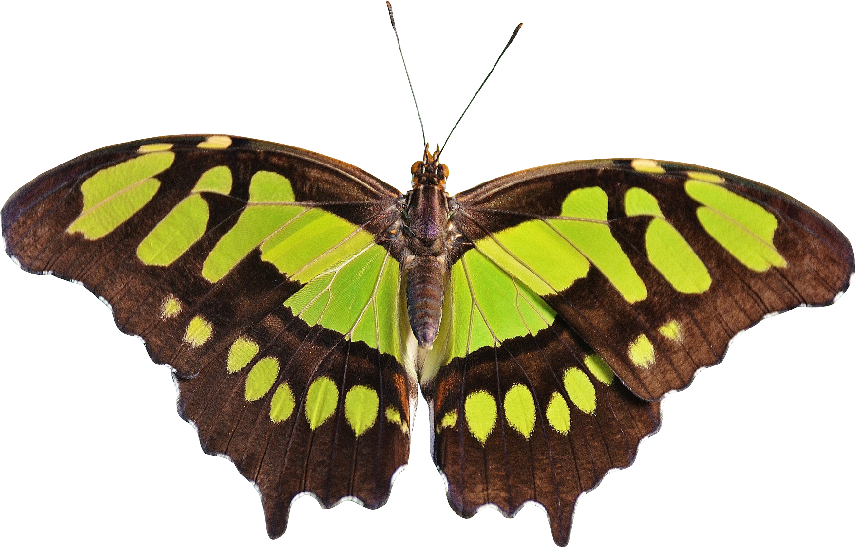 Butterfly Png Transparent Image - Png Transparent Butterfly Transparent (500x338), Png Download