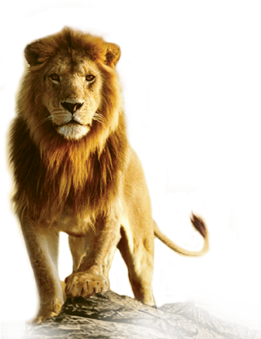 Lion Png Transparent Images - Lion Transparent (378x504), Png Download