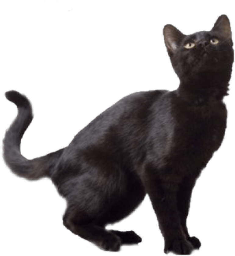 Free Png Black Cat Png Images Transparent - Black Cat Transparent Background (850x840), Png Download