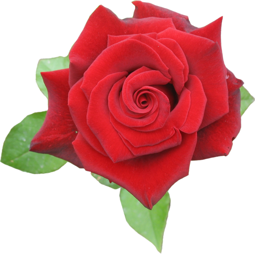 Browse And Download Rose Png Pictures - Rose Red Png (895x892), Png Download