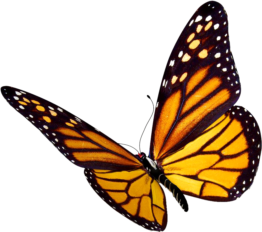 Monarch Butterfly Clipart At Getdrawings - Monarch Butterfly Transparent Background (910x803), Png Download