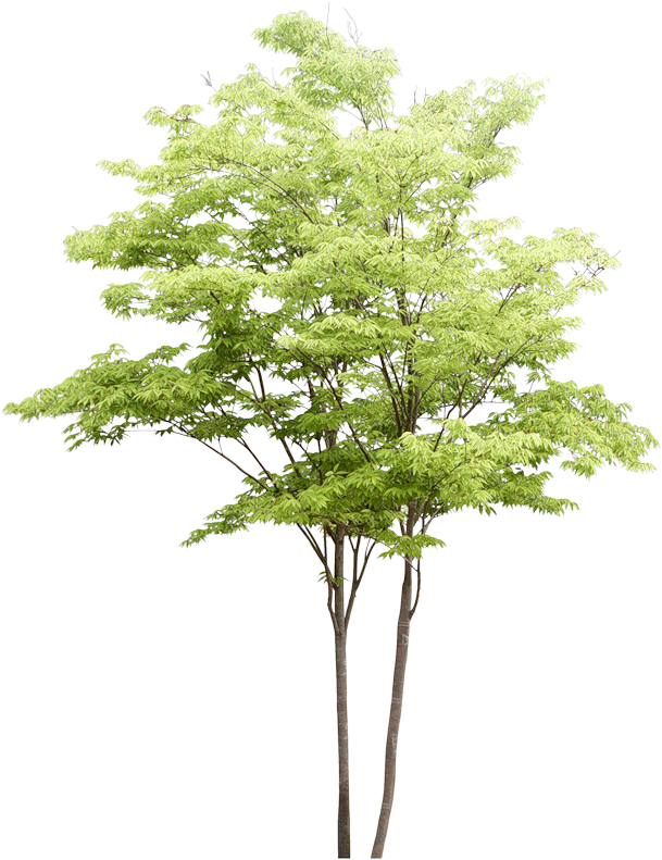 Png Watercolor Trees - Water Color Tree Png (621x800), Png Download