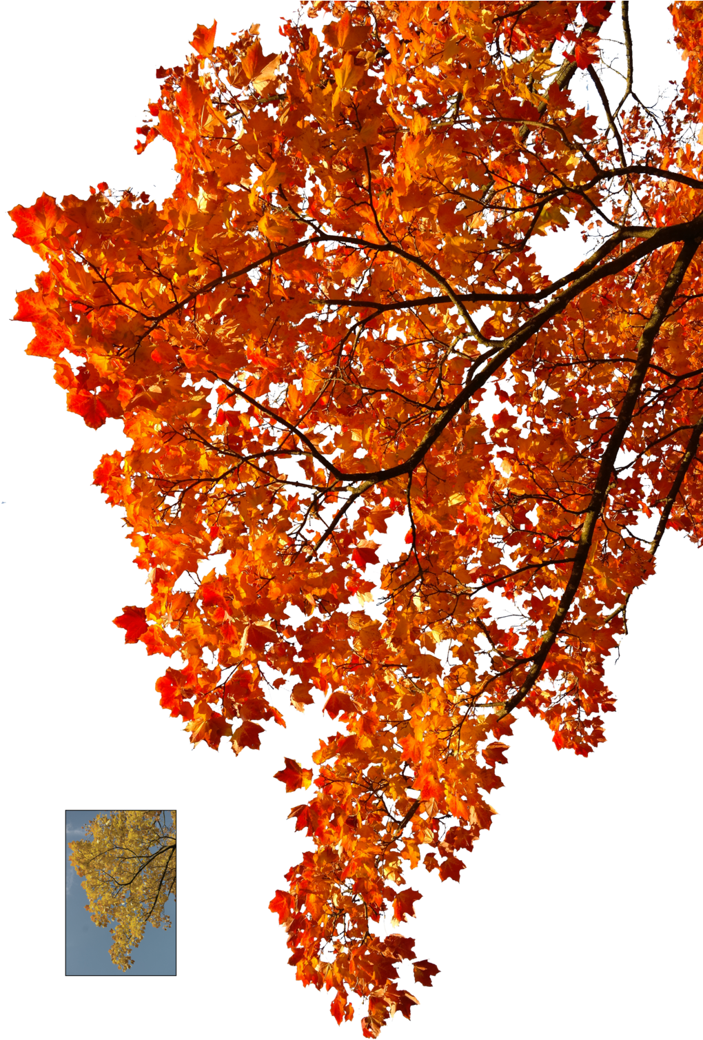 Autumn Leaves Falling Png Clipart Stock - Autumn Leaves Tree Png (1024x1536), Png Download
