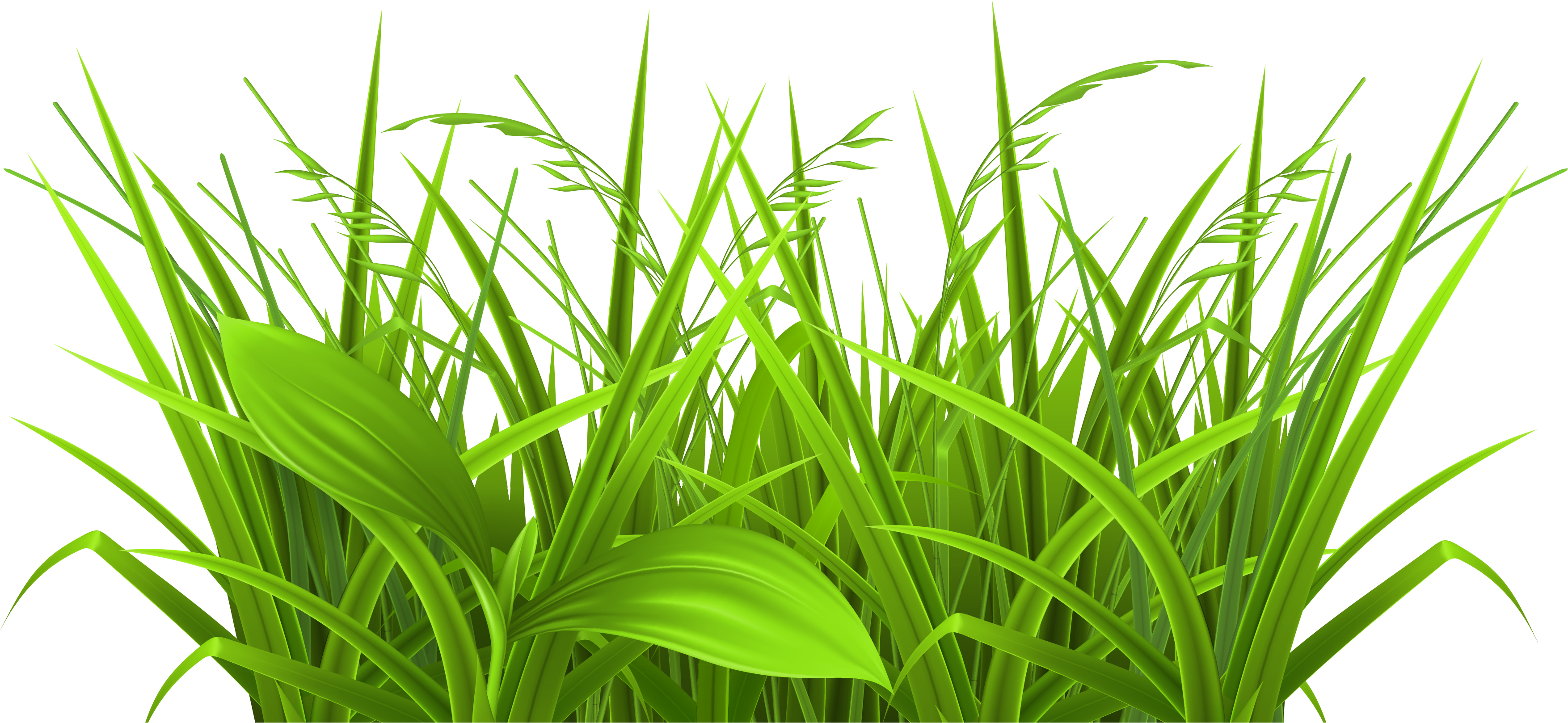 Grass - Physiological Efficiency For Crop Improvement (3758x1907), Png Download
