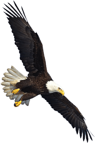 Birds - Eagle Flying Png (589x547), Png Download