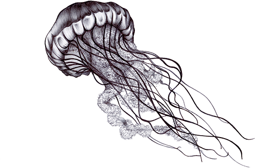 Clip Free Download Image Result For Tattoo Art Ideas - Black And White Jellyfish (600x392), Png Download