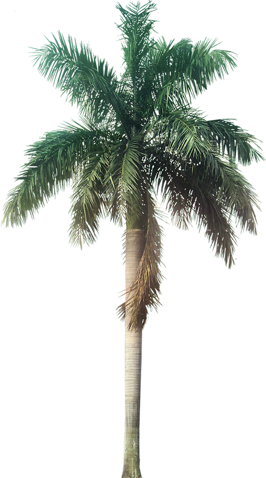 A Collection Of Tropical Plant Images With Transparent - Jurassic Park Wallpaper 4k (547x940), Png Download