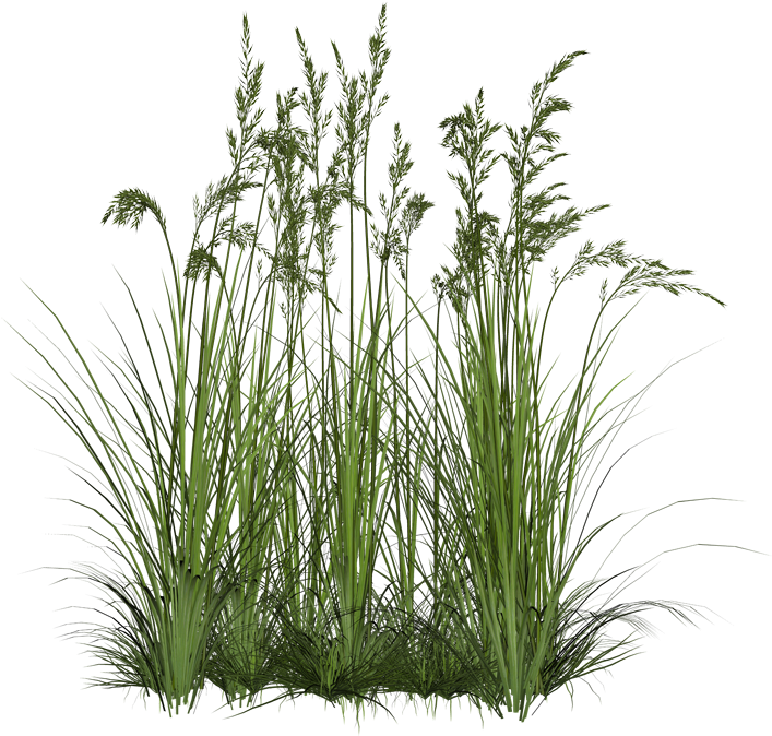 Grass Png Zip Download Grass Png Zip Download - Transparent Background Plant Png (500x354), Png Download