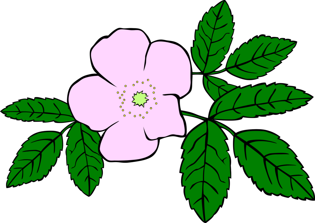 Prickly Wild Rose Drawing Download Flower Watercolor - Clip Art Wild Flower (1056x750), Png Download