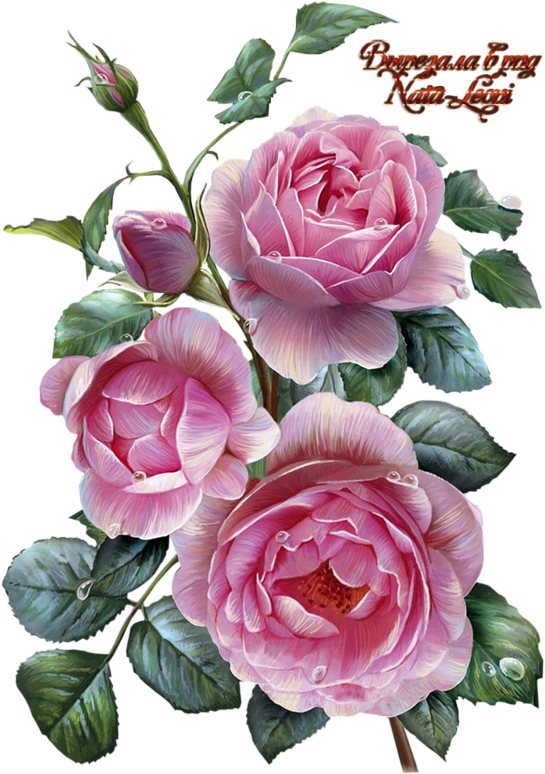 Фото, Автор Иришка-манюшка На Яндекс - Decoupage Flowers (579x800), Png Download