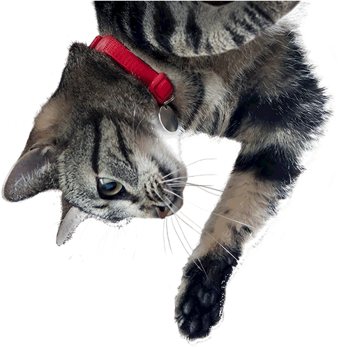 Cat Free Png Image - Hills Science Diet Adult 7+ Youthful Vitality Chicken (500x501), Png Download