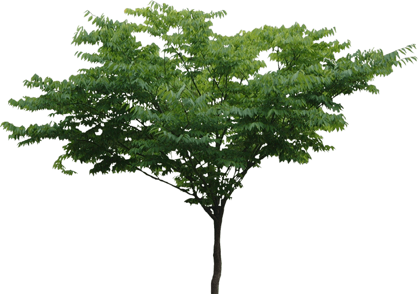 Tree - Trees Hd Png (822x577), Png Download