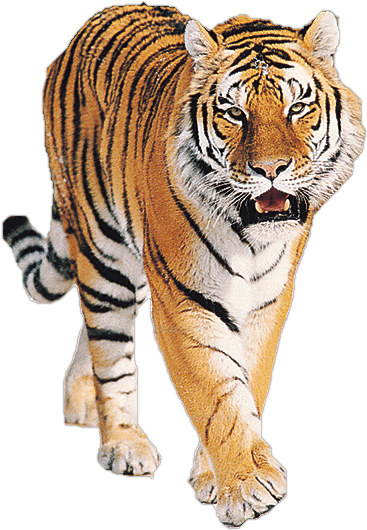 Tiger Png Imagen - Tiger Png (367x530), Png Download