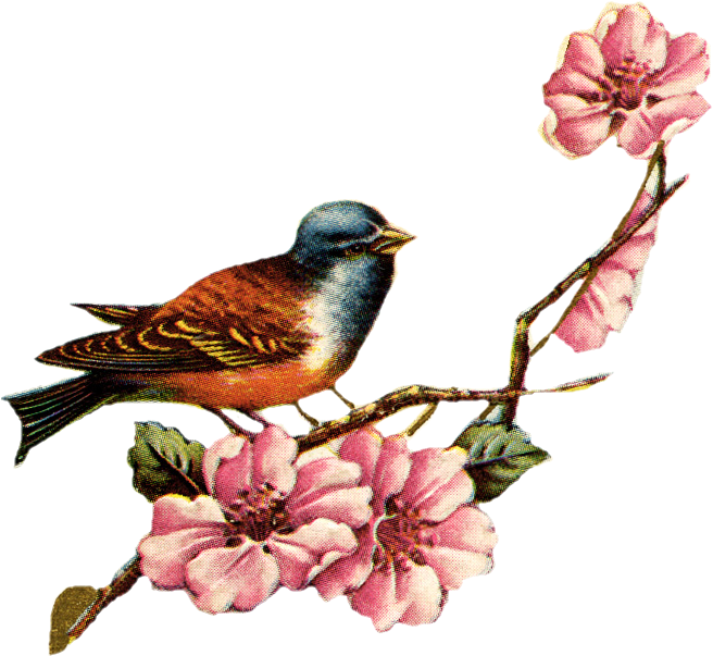 Vintage Love Birds Png Transparent Vintage Love Birds - Cherry Blossom Vintage Png (672x619), Png Download
