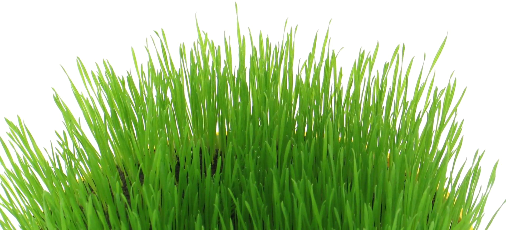 Easter Grass Download Transparent Png Image - Easter Transparent Png (1920x1080), Png Download