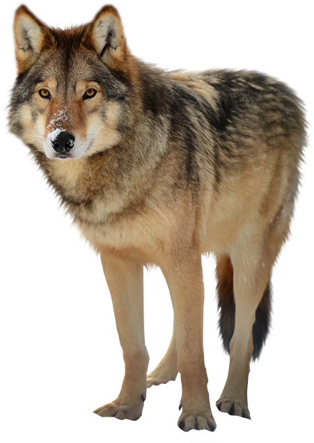 Best Free Wolf Png Clipart - Wolf Png Transparent (616x659), Png Download