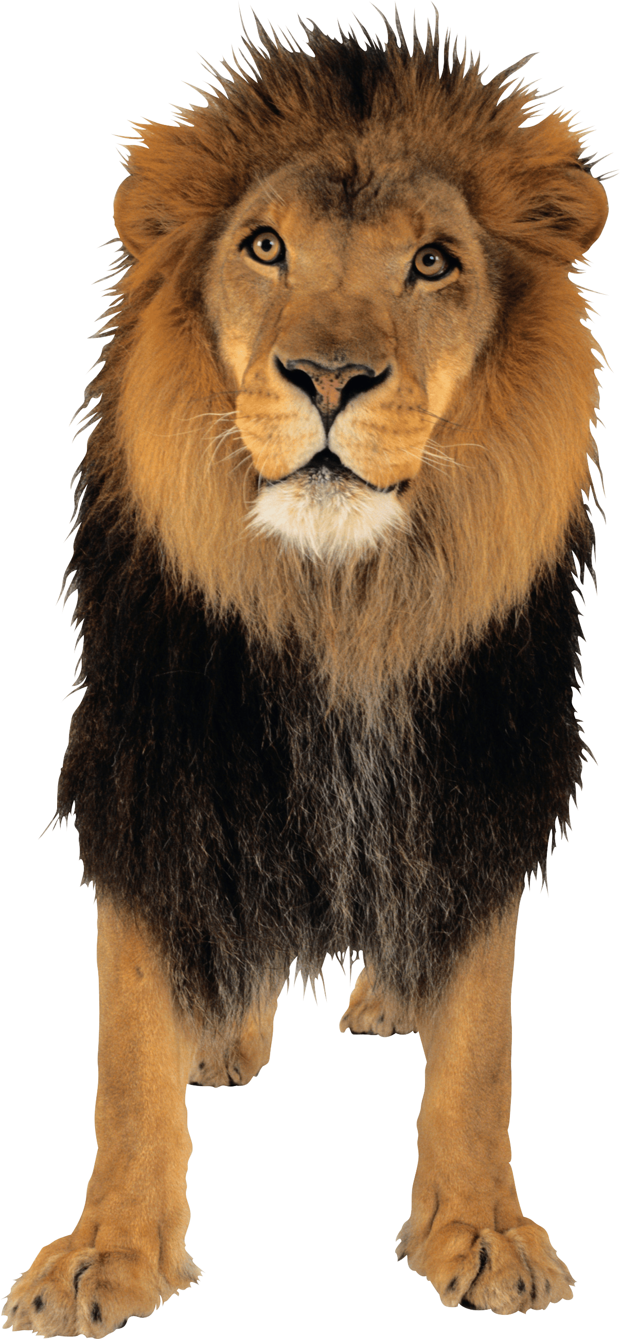 Lion Png Free Download - Lion Png (600x1296), Png Download