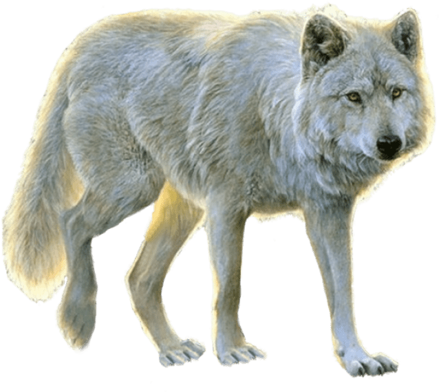 Free Png White Wolf Png Images Transparent - Animals Png For Photoshop (850x709), Png Download