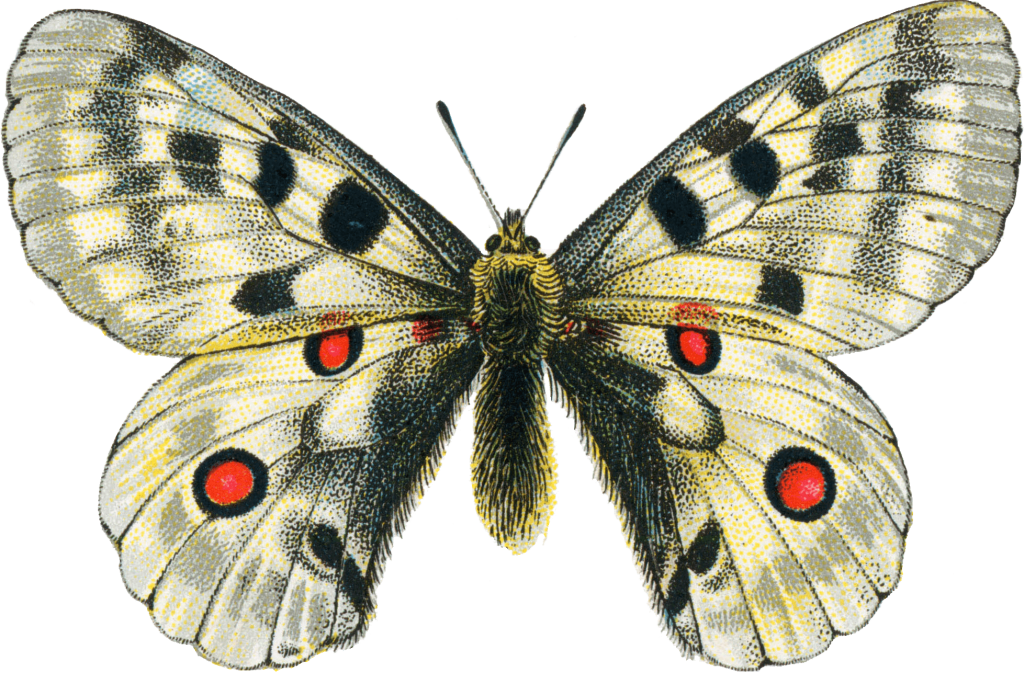 Butterfly Png Photo Free Vector (1024x673), Png Download
