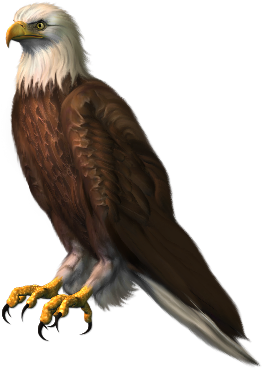 Eagle - Bald Eagle Png (435x600), Png Download
