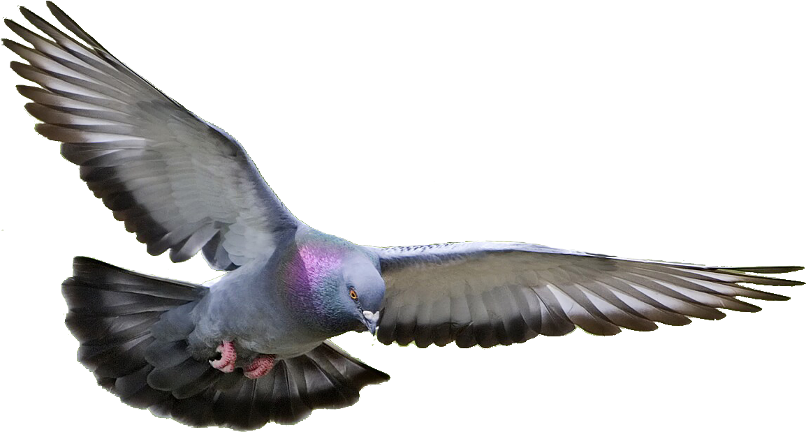 Pigeon, Dove Png - Pigeon Png (1185x657), Png Download