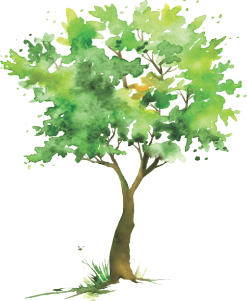 Duties Of The Tree Commission Include - Maple (485x590), Png Download